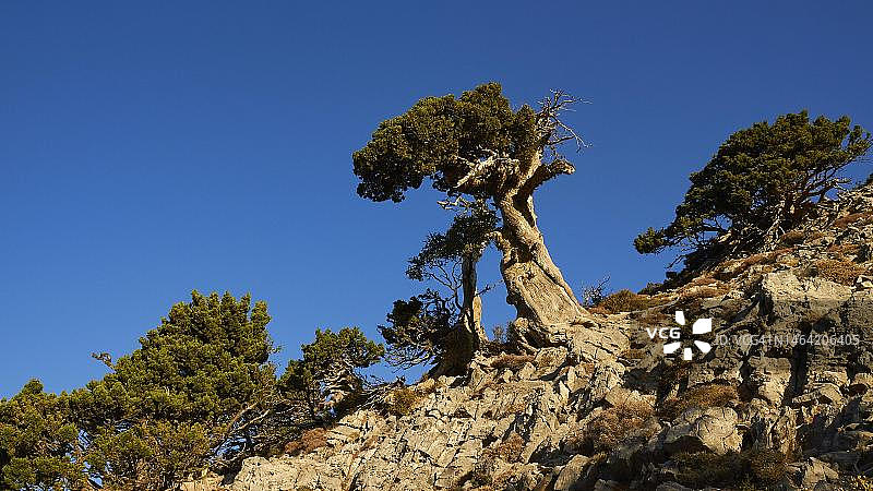 克里特岛西克里特岛萨马利亚峡谷的奇异树木和巨石图片素材
