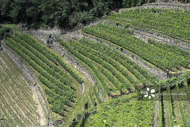 葡萄园，阿尔贡德，南蒂罗尔，意大利图片素材