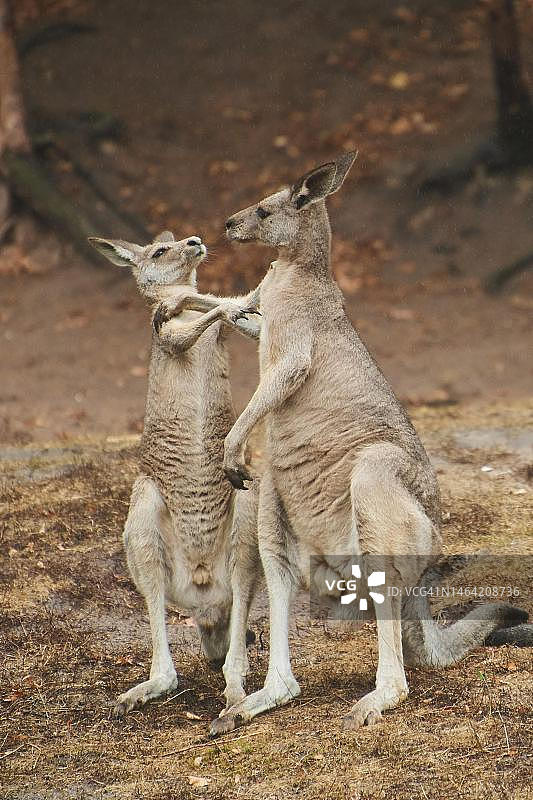 东部灰袋鼠（Macropus giganteus）在巴伐利亚的草地上争吵，下雨，德国图片素材