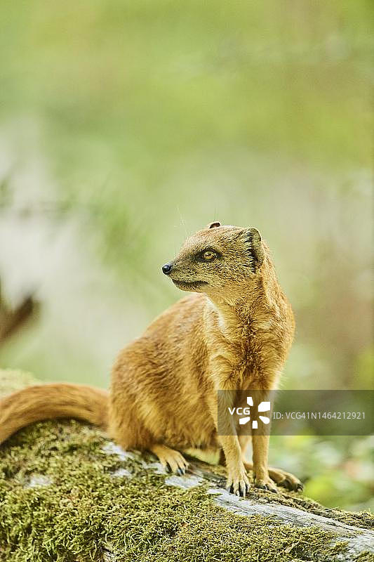 坐在地上的黄獴，德国巴伐利亚图片素材