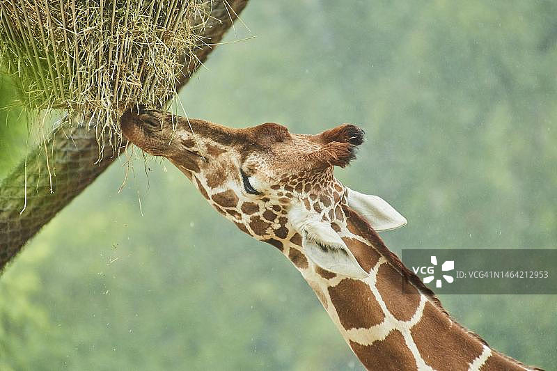 网纹长颈鹿特写，德国图片素材