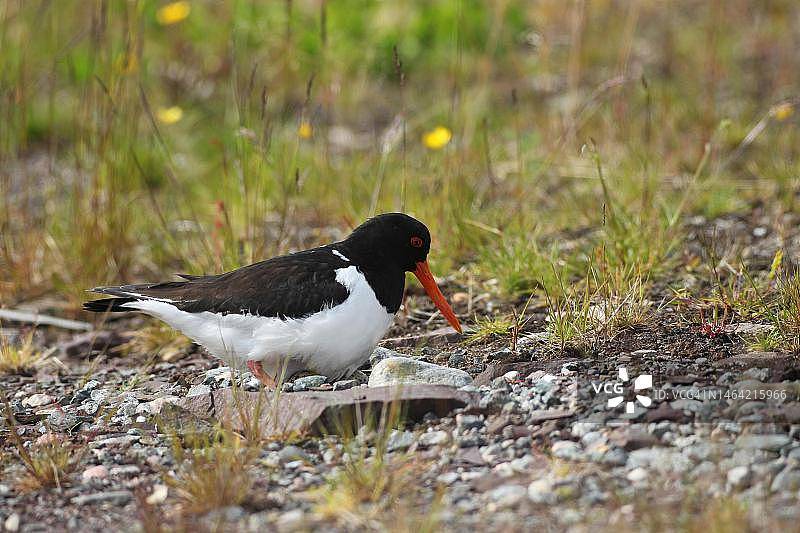 欧亚蛎鹬在巢中，挪威北部图片素材