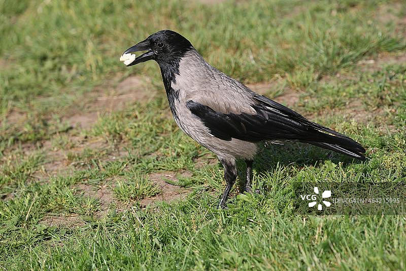 在草地上觅食的 hooded crow (Corvus cornix)，瑞典南部，斯堪的纳维亚图片素材