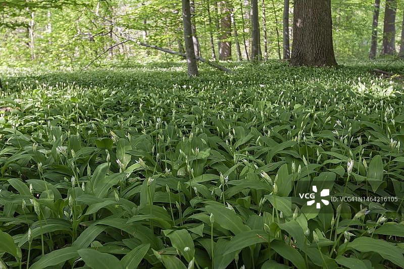 德国莱茵兰-普法尔茨州普法尔茨地区被野韭菜覆盖的森林地面图片素材
