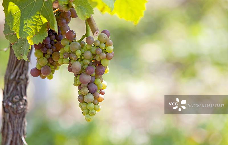 德国莱茵兰-普法尔茨州南部普法尔茨的葡萄图片素材