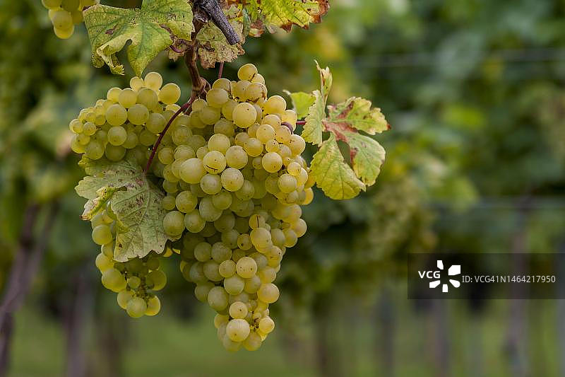 德国莱茵兰-普法尔茨州南部普法尔茨的葡萄图片素材