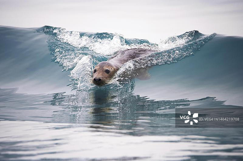 灰色海豹（Halichoerus grypus），在海浪中游泳，位于德国石勒苏益格-荷尔斯泰因州黑尔戈兰岛图片素材