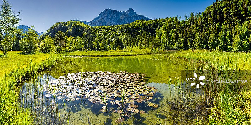 德国巴伐利亚州菲森附近Schwanseepark的睡莲(Nymphaea)图片素材