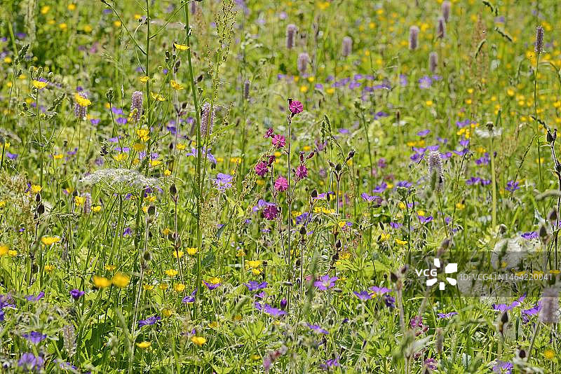 山地草甸野花：红萼蝇子草、毛茛、蓼、老鹳草图片素材