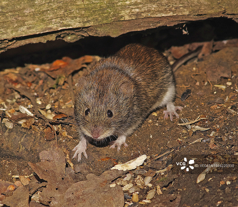 田鼠（欧洲赤 vole）图片素材