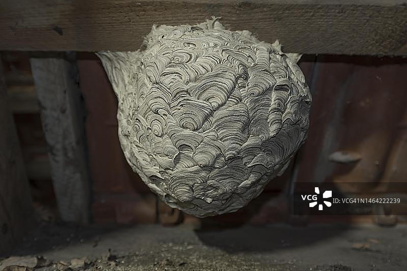 德国下萨克森州阁楼里废弃的黄蜂窝图片素材