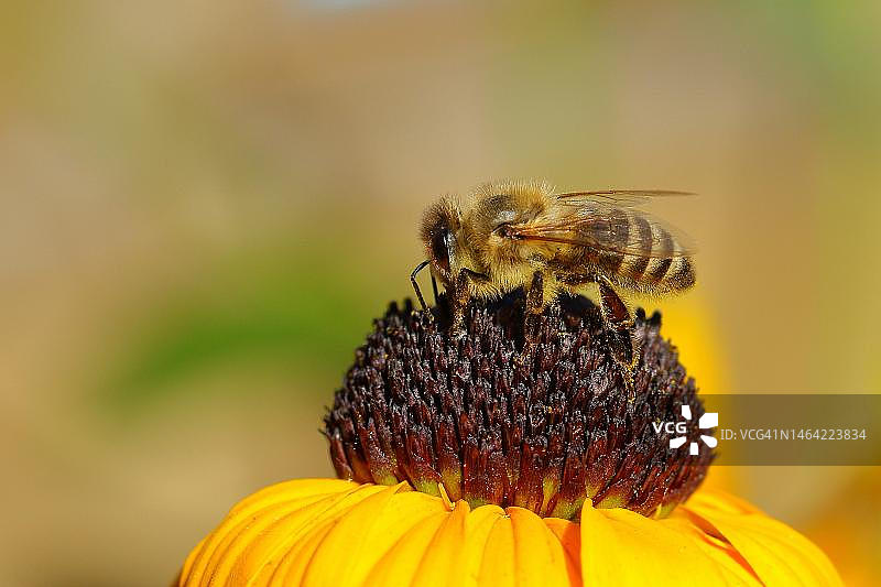 德国北莱茵-威斯特法伦，欧洲蜜蜂采摘花蜜图片素材