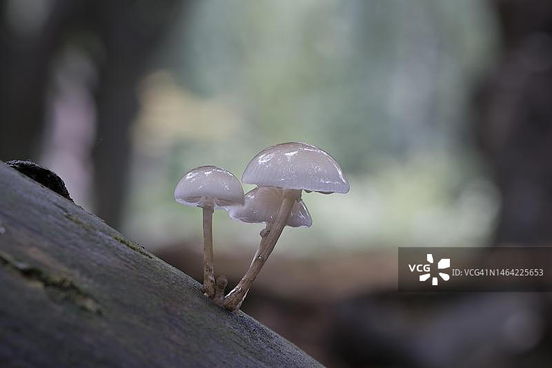 瓷真菌（Oudemansiella mucida），德国下萨克森州埃姆斯兰图片素材