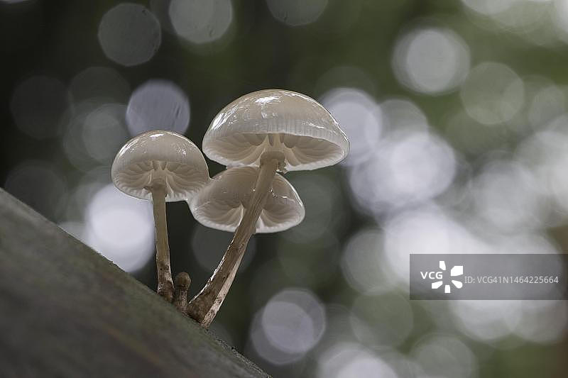 瓷真菌（Oudemansiella mucida），德国下萨克森州埃姆斯兰图片素材