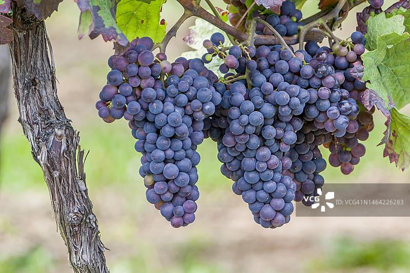 德国莱茵兰-普法尔茨州南部普法尔茨的葡萄图片素材