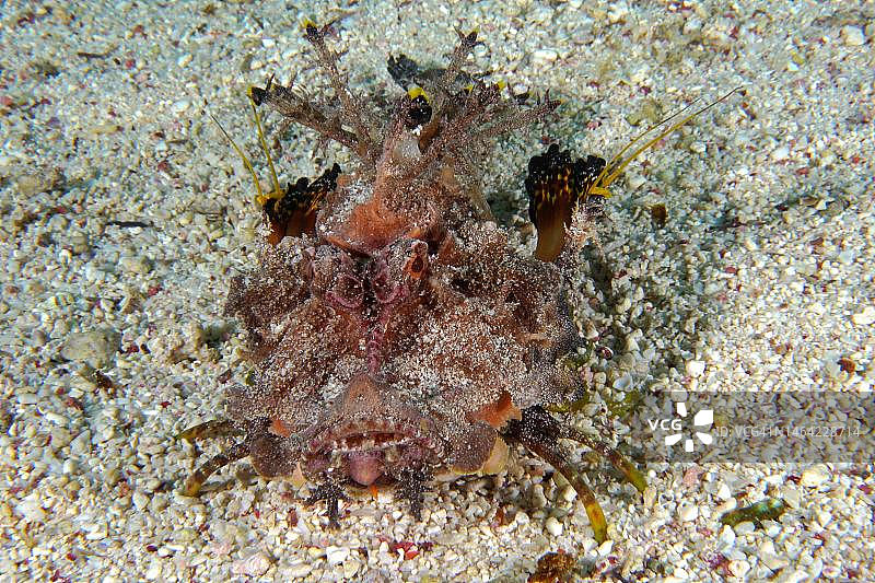 埃及红海拟态毒鮋肖像图片素材