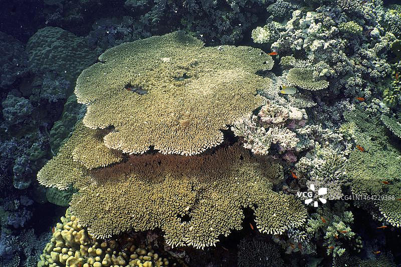 伞形刺珊瑚，埃及红海兄弟岛潜水点图片素材