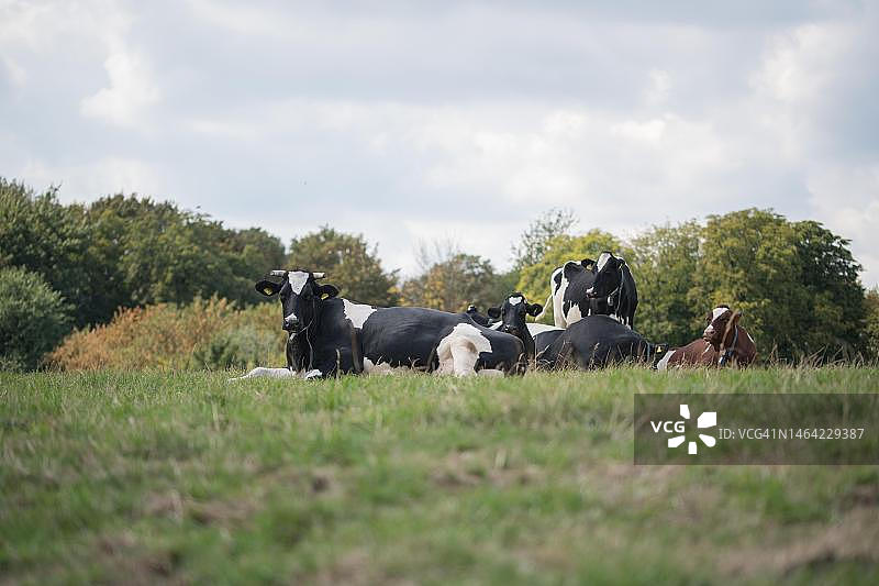德国费尔贝特，开放式奶牛畜牧业中的家养牛（欧洲牛），牧场上的牛群图片素材