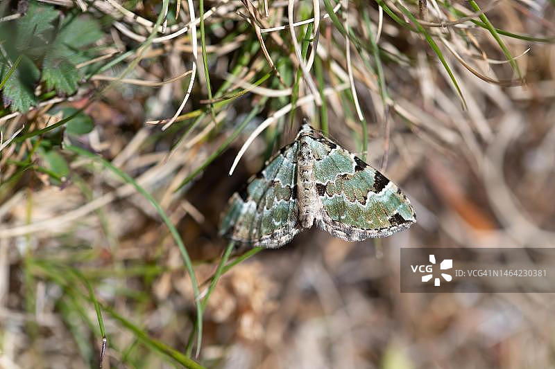 在草地上的绿地毯尺蛾，德国北莱茵-威斯特法伦州图片素材