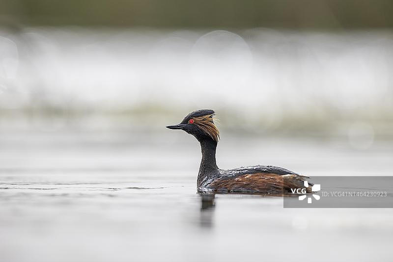 黑颈䴙䴘（Podiceps nigricollis），繁殖羽，西班牙拉曼查图片素材