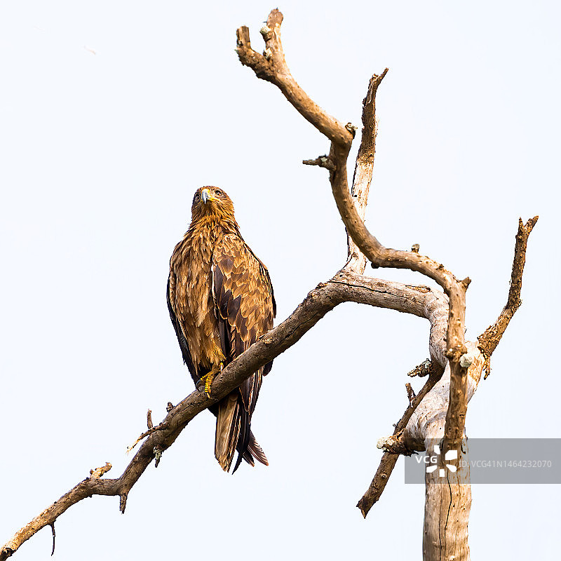 茶色鹰野外栖息图片素材