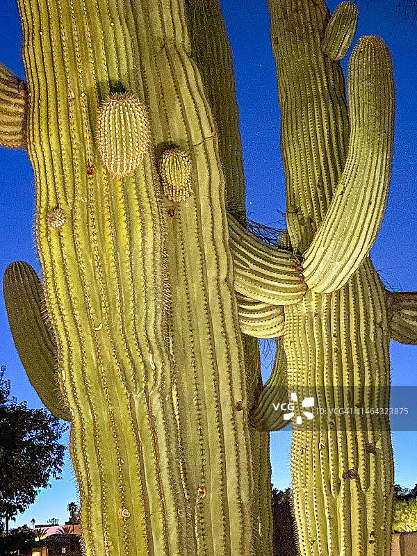图森黄昏时分的巨人柱仙人掌图片素材