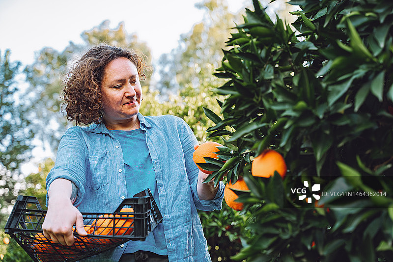 水果箱丰收：妇女在阳光明媚的日子里采摘果园里多汁的橘子图片素材