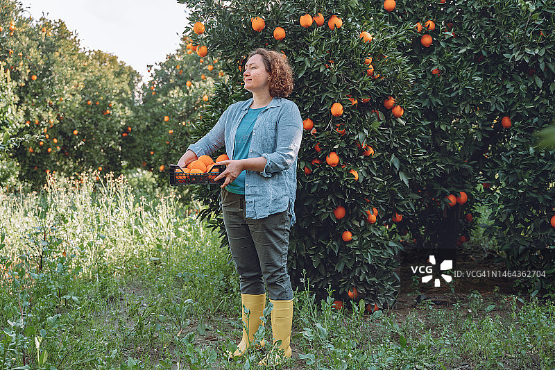 橙子采摘后的放松：妇女在果园里抱着一箱橙子，周围是果树图片素材