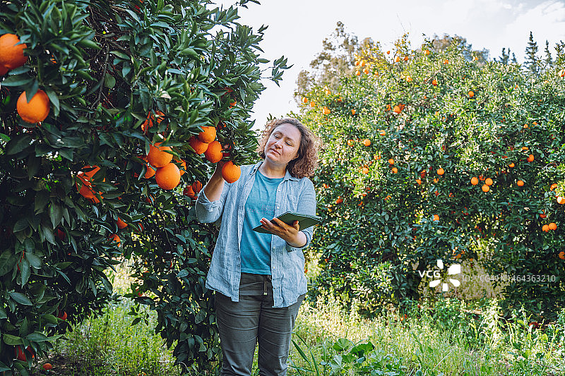 用平板电脑观察果园里橘子树的女人图片素材