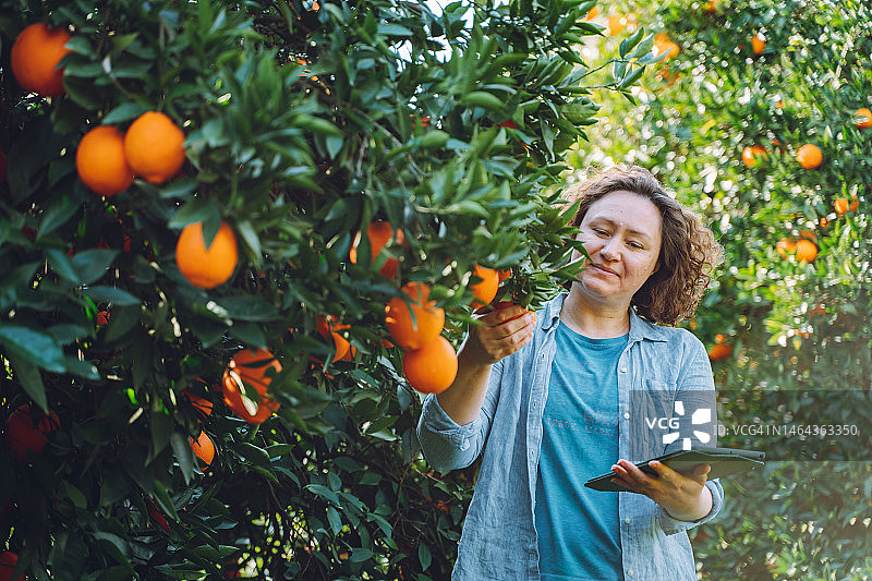微笑的女人在花园里检查橘子，收获季节和高科技花园生产图片素材