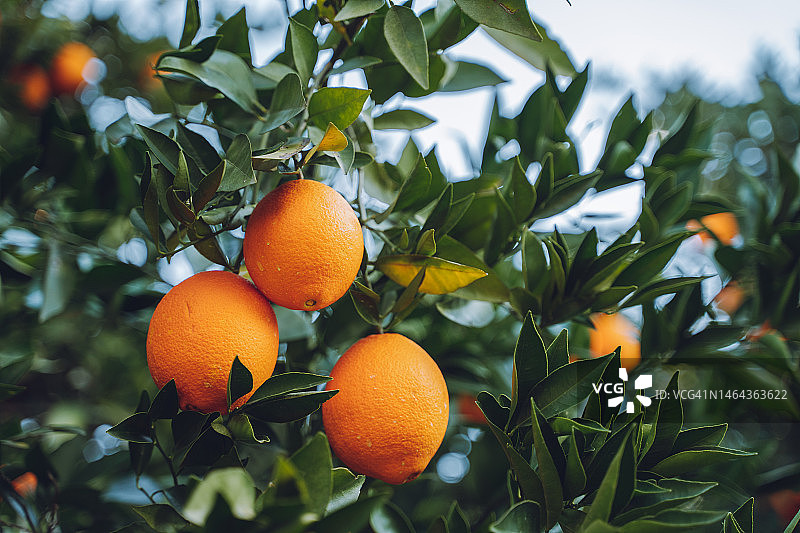 成熟的橘子林，绿色的树枝与橘子，蓝天背景图片素材