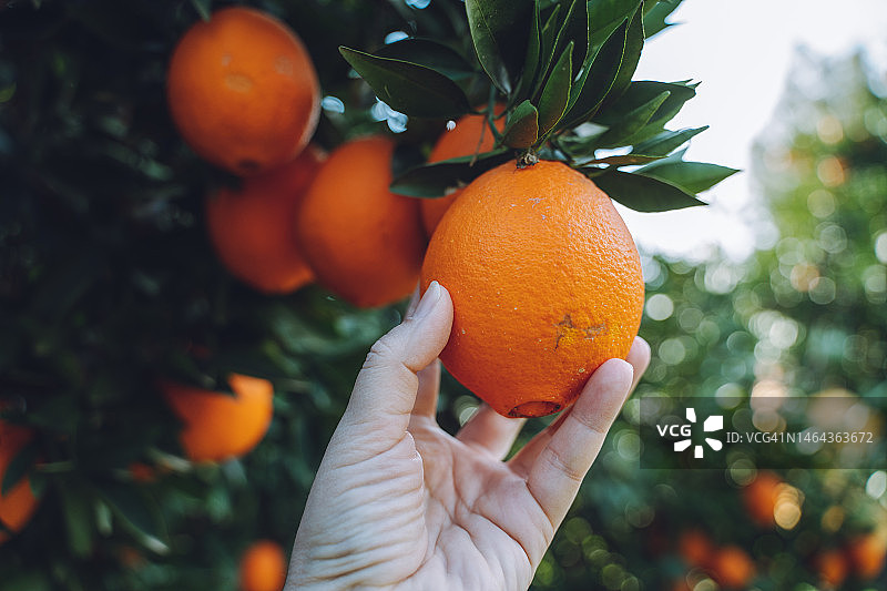 有机农场采摘：妇女采摘新鲜橙子图片素材