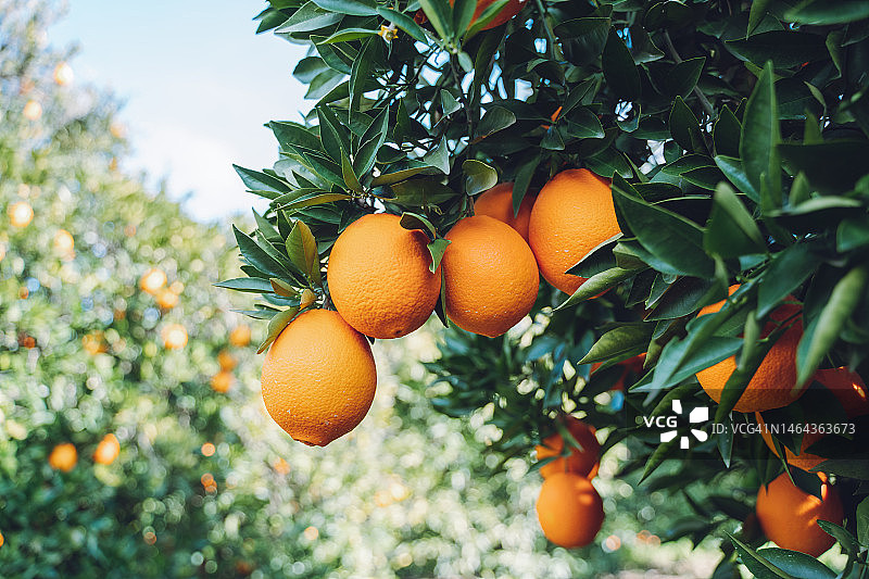 橙子园，果园中带有柑橘类水果的树枝图片素材