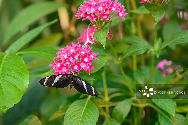美洲黑脉绡蝶图片素材
