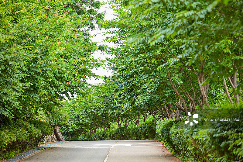 夏季草地森林自然风光图片素材