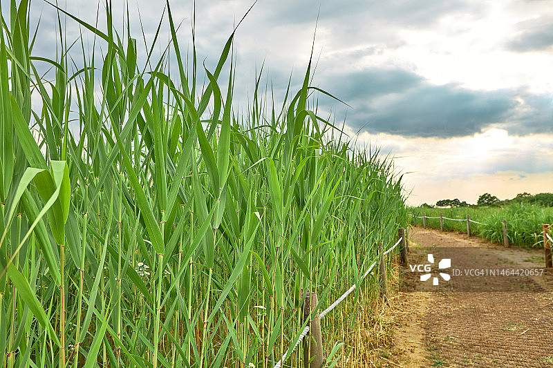 夏季草地风光：自然风景与林间小路图片素材