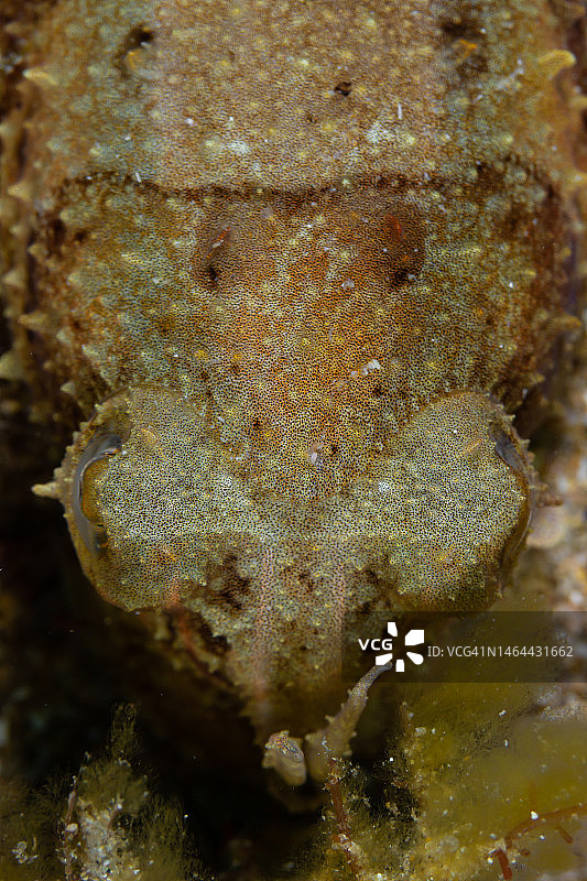 完美的伪装图片素材