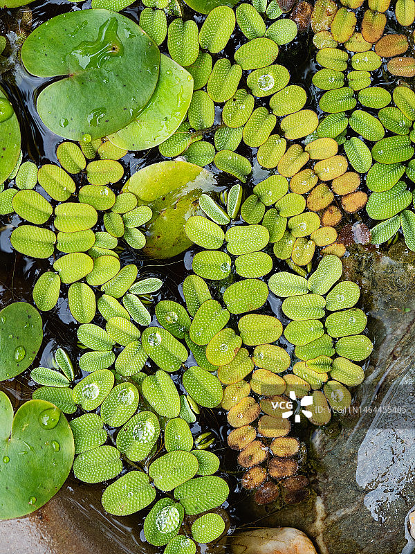 池塘水面上的水生植物特写，鲜绿的叶子上有水滴图片素材