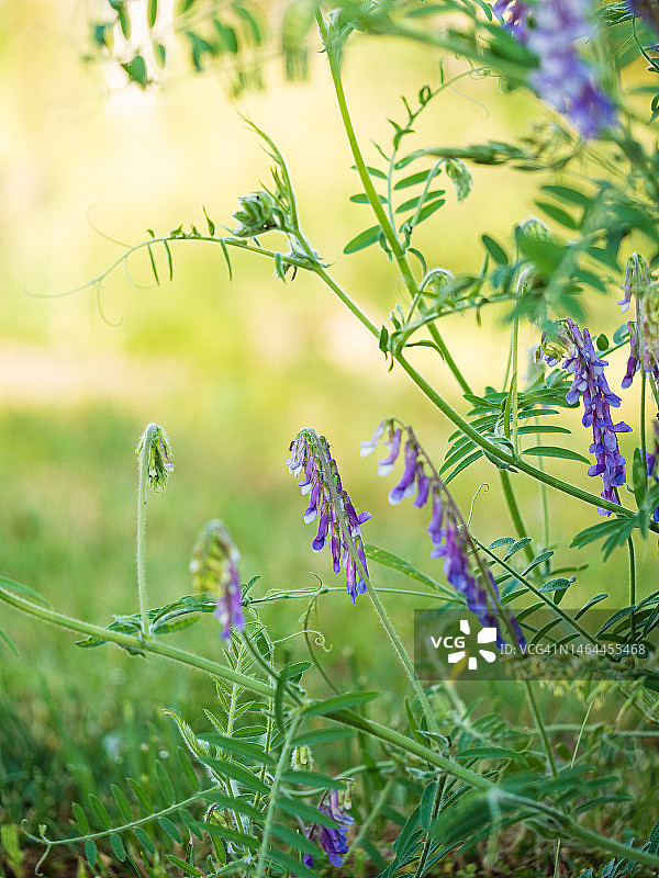 草甸上盛开的紫色野豌豆花图片素材