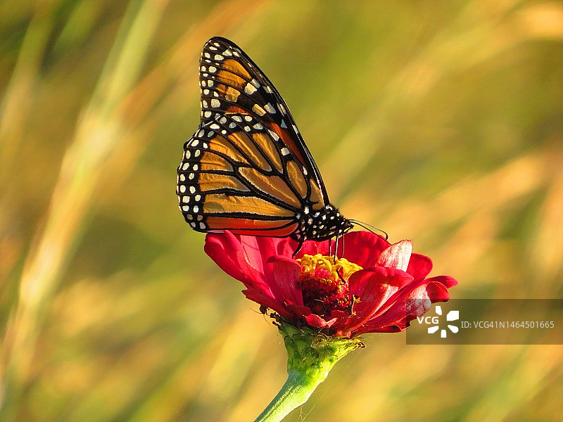 美国弗吉尼亚州花朵上蝴蝶授粉特写图片素材