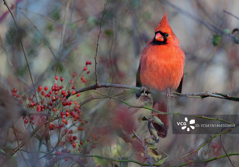 栖息在树枝上的北美红雀图片素材