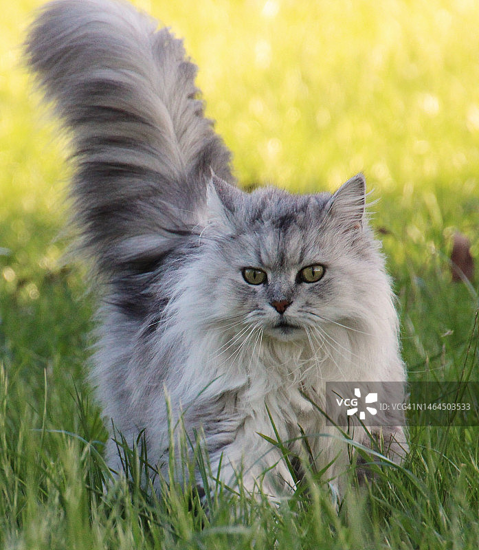 印度尼西亚普瓦加达草地上的猫咪肖像图片素材