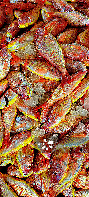 市场上出售的红色鲷鱼特写图片素材