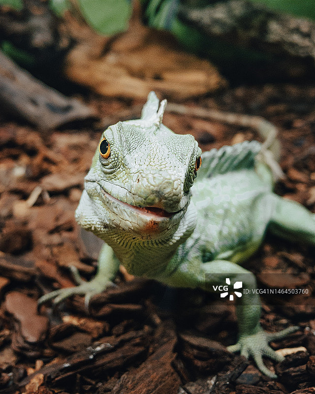 印度尼西亚岩石上的蛇怪特写图片素材