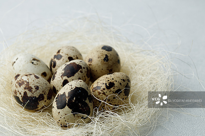 灰色背景鸟巢中的鹌鹑蛋，复活节概念图片素材