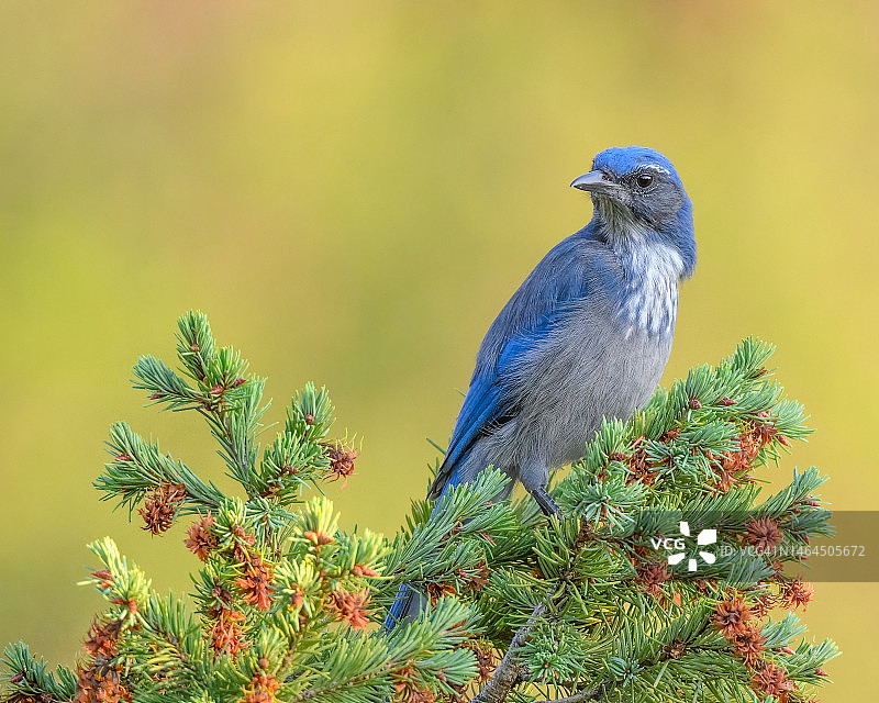 松鸦栖息在树上特写，美国科罗拉多州图片素材