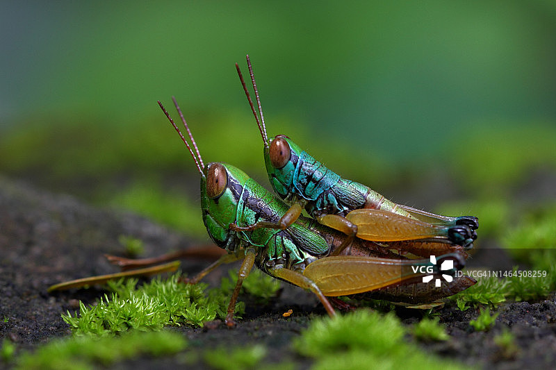 印度尼西亚日惹植物上的蚂蚁特写图片素材
