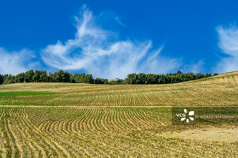 塔尔沙漠田野风光，巴基斯坦图片素材