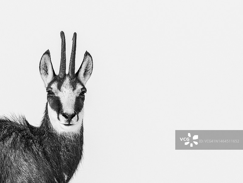 白色背景下的鹿肖像图片素材