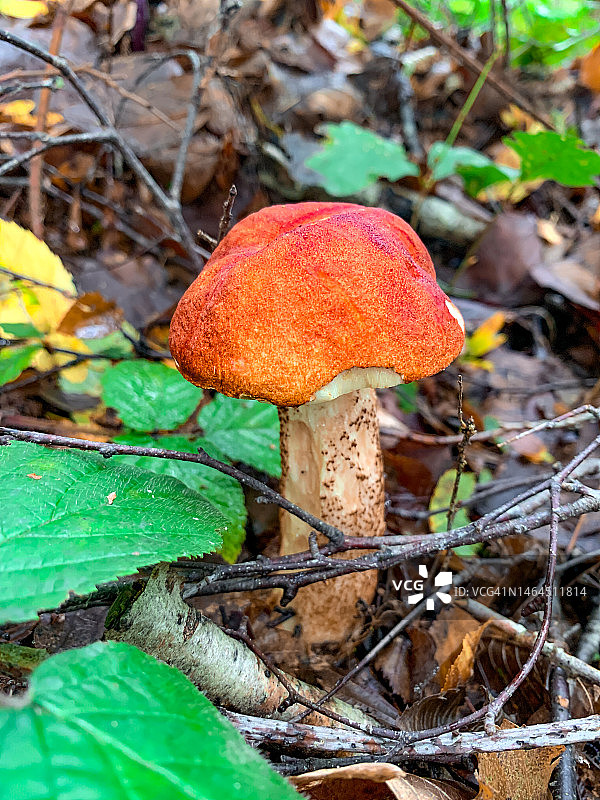 田野里生长的毒蝇伞蘑菇特写，法国图片素材